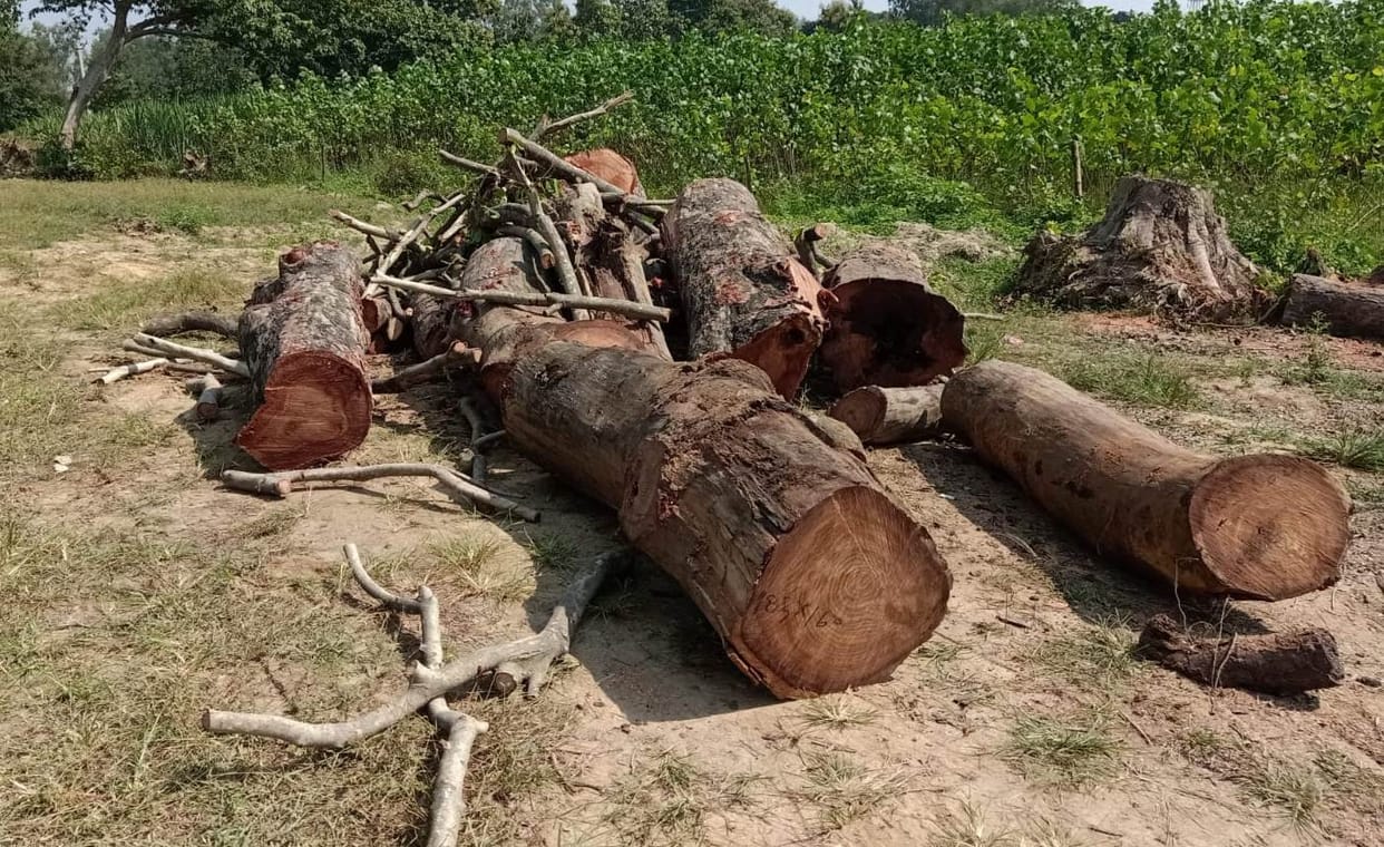 Wood worth lakhs stolen from corporation, left on the road when interrupted and ran away