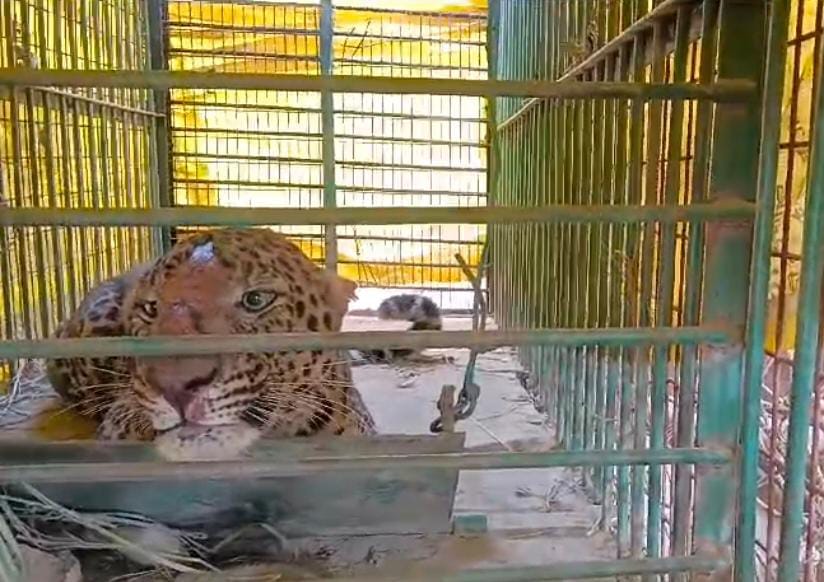 Another leopard trapped in the cage of forest department
