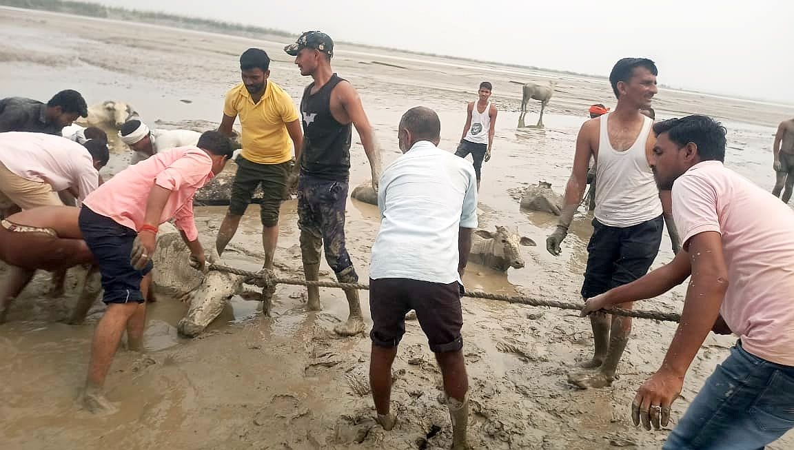 15 cows trapped in Saryu swamp, rescue lasted for eight hours