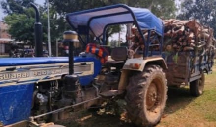 Umaria News Forest department caught accused who cut and sold trees eucalyptus wood was loaded in trolley