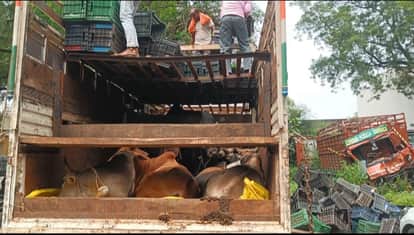 Burhanpur: Cows were being smuggled instead of sandalwood in a filmy style, 32 cattle rescued