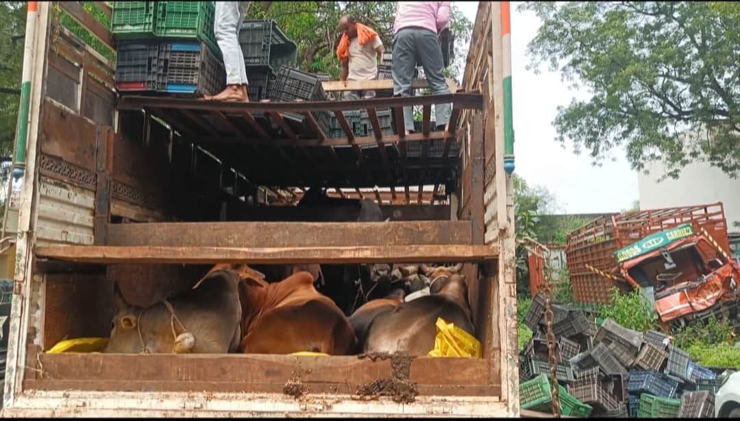 इस तरह भर रखे थे मवेशी।