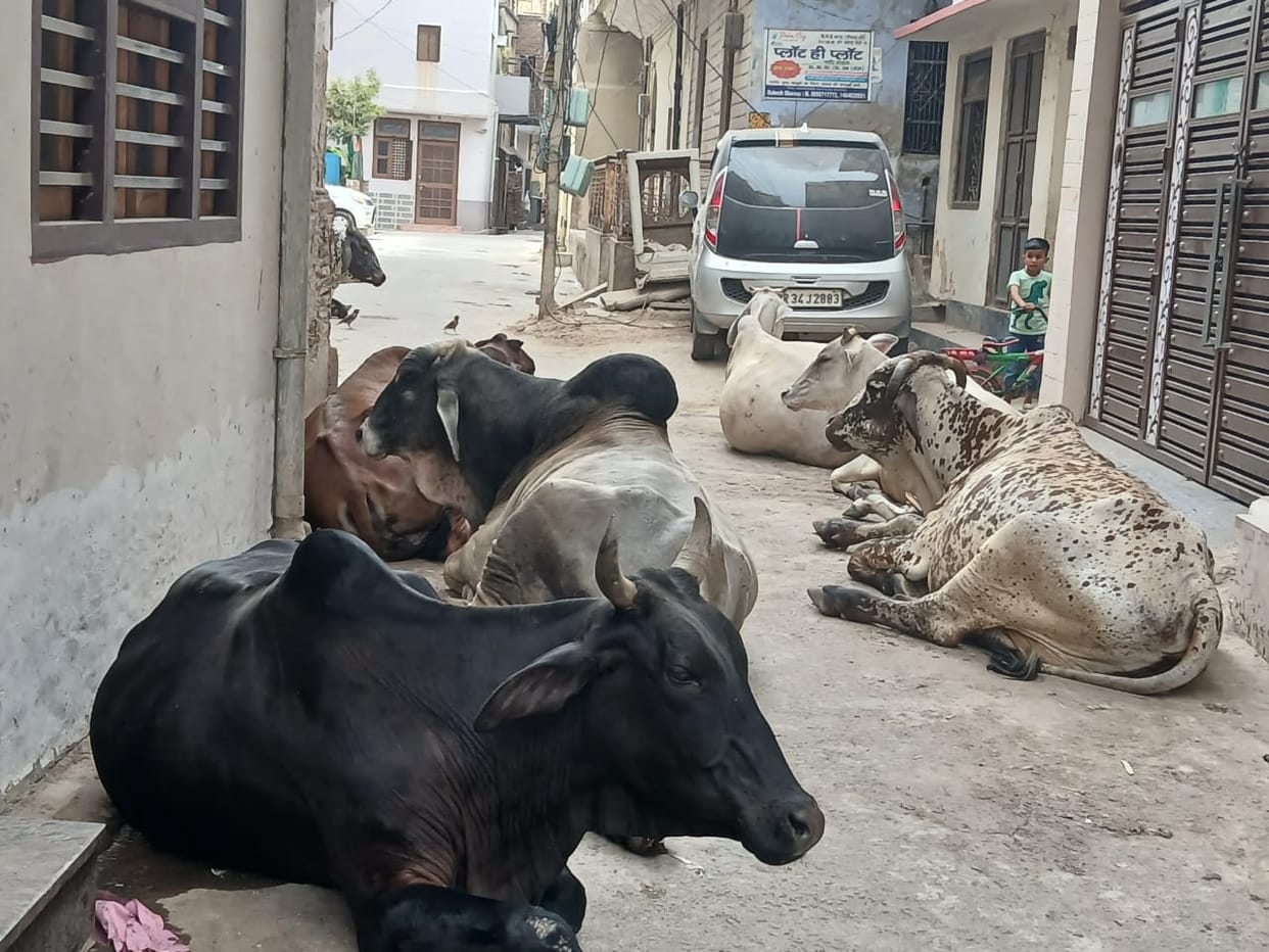 Fear of accident due to helpless animals on the road