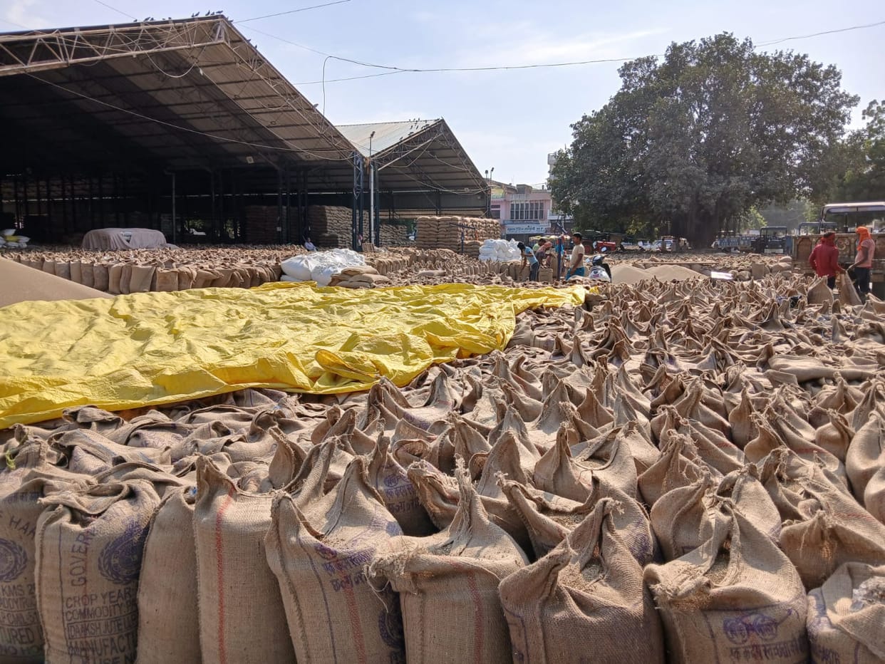 5.56 lakh quintals of millet has arrived in three markets so far