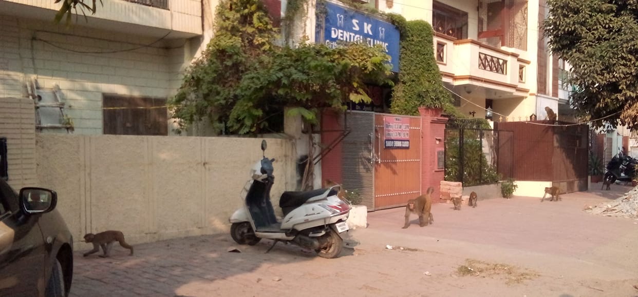 Monkeys are becoming a problem for the city residents, no tender has been issued to catch them for 15 months.