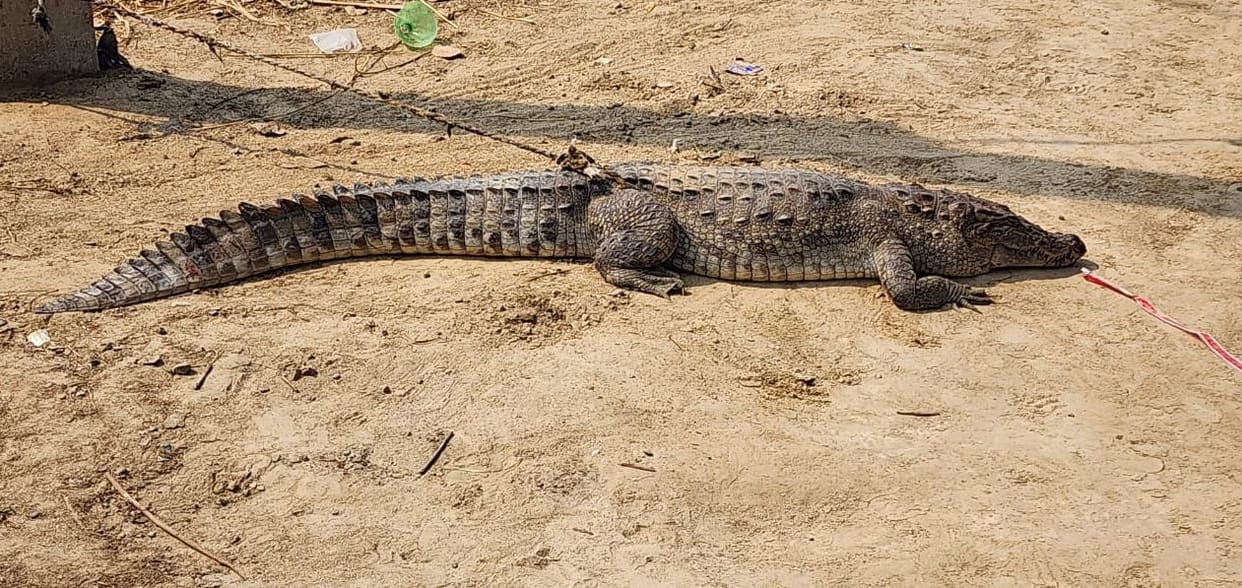 Forest department team caught crocodile from the pond