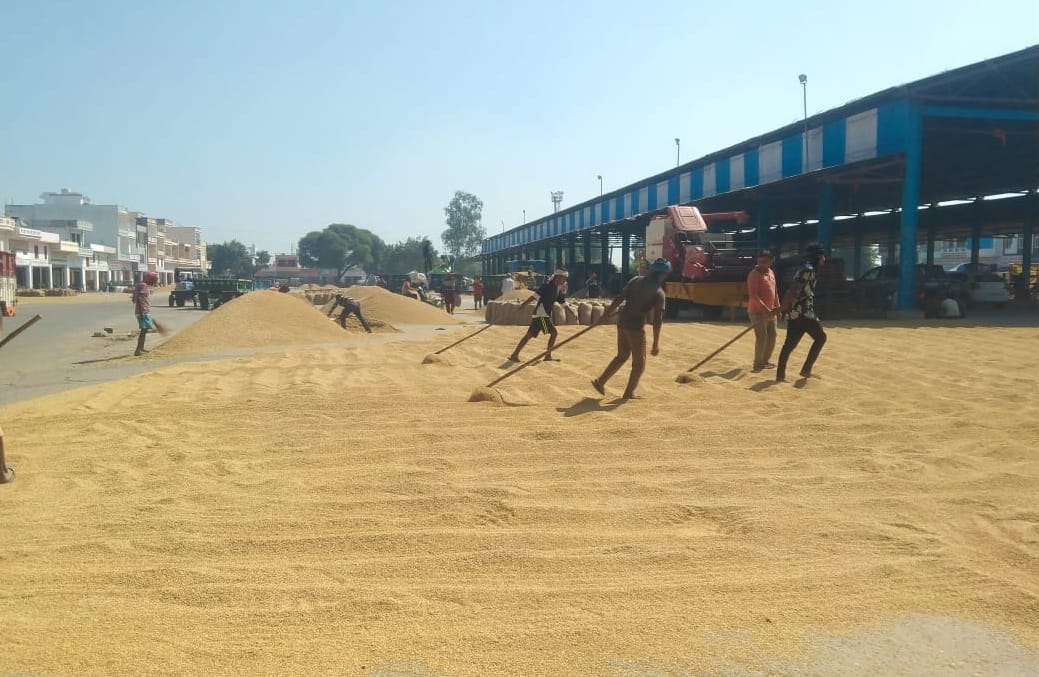 Arrival has increased, so far 1.70 lakh quintals of paddy has reached the market