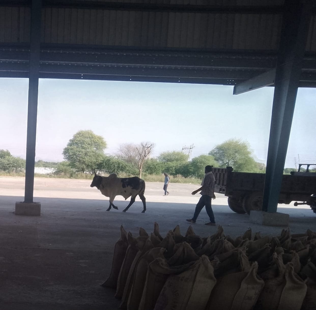 Till now 222069 quintals of millet has arrived in Ateli and 86409 quintals of millet has arrived in Narnaul.