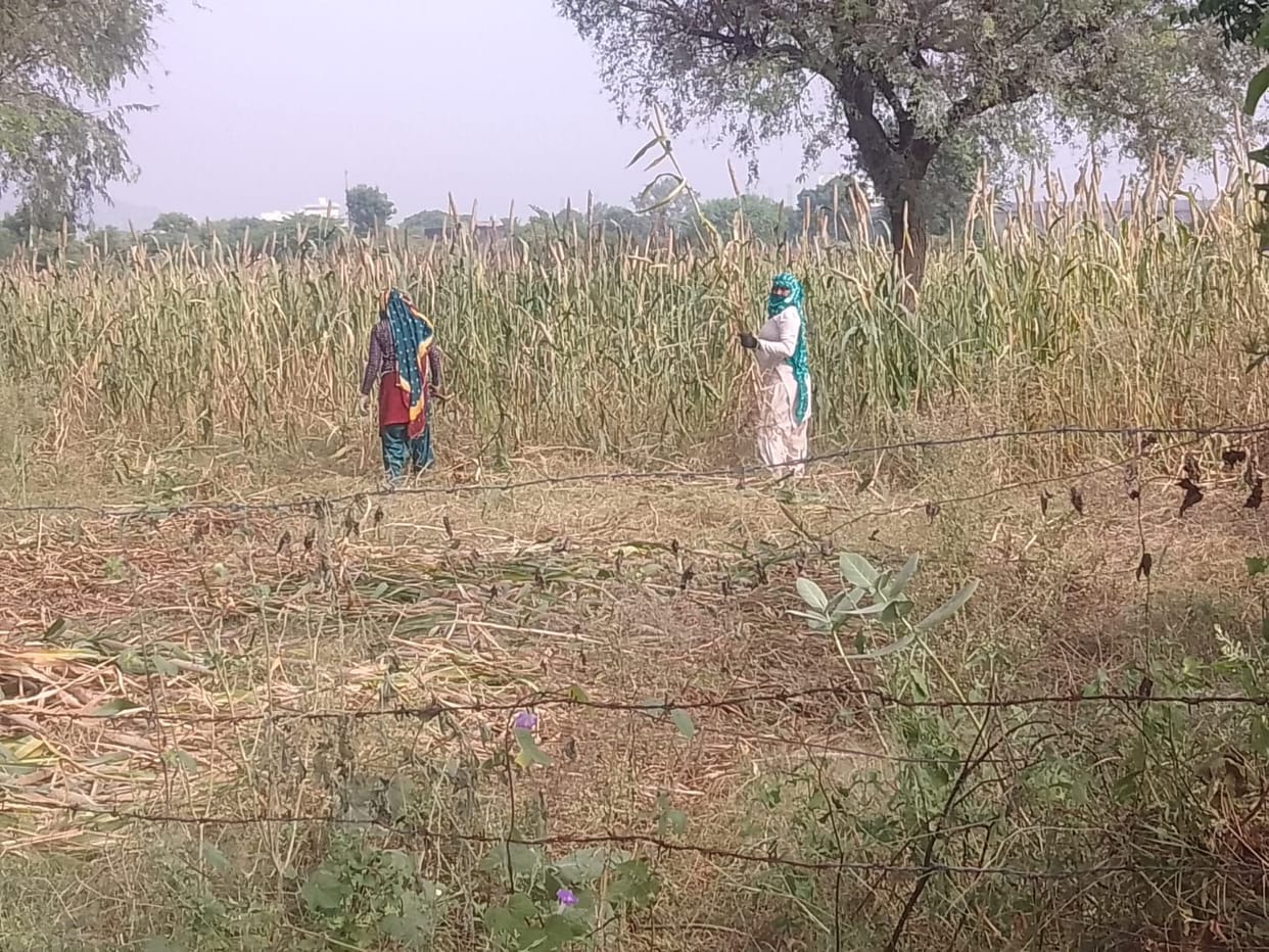 Arrival of millet is less as compared to mustard