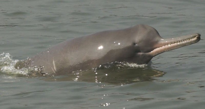 Four new dolphins seen in the district, number increased to 22