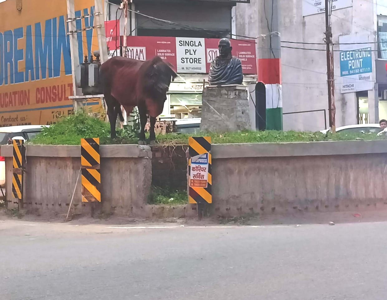 Campaign to make Dharamnagari animal free stalled again, now one and a half year old innocent child becomes victim