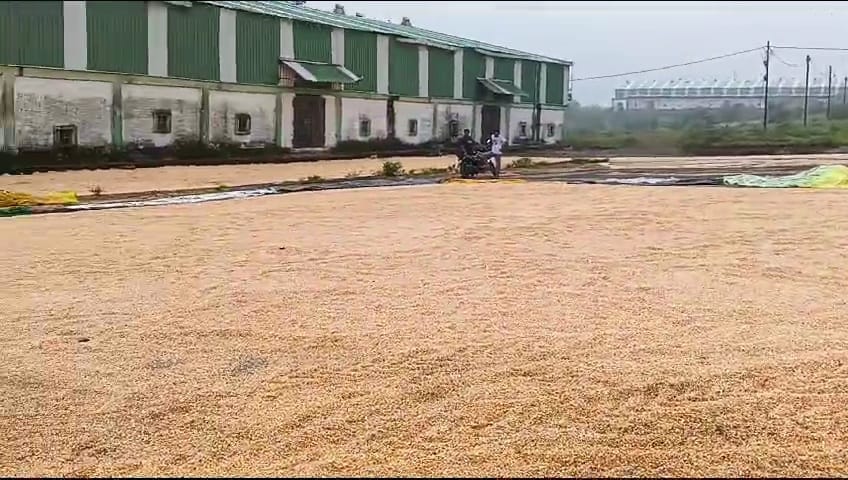 Damoh Hundreds of quintals of maize kept in the market got washed away in the rain