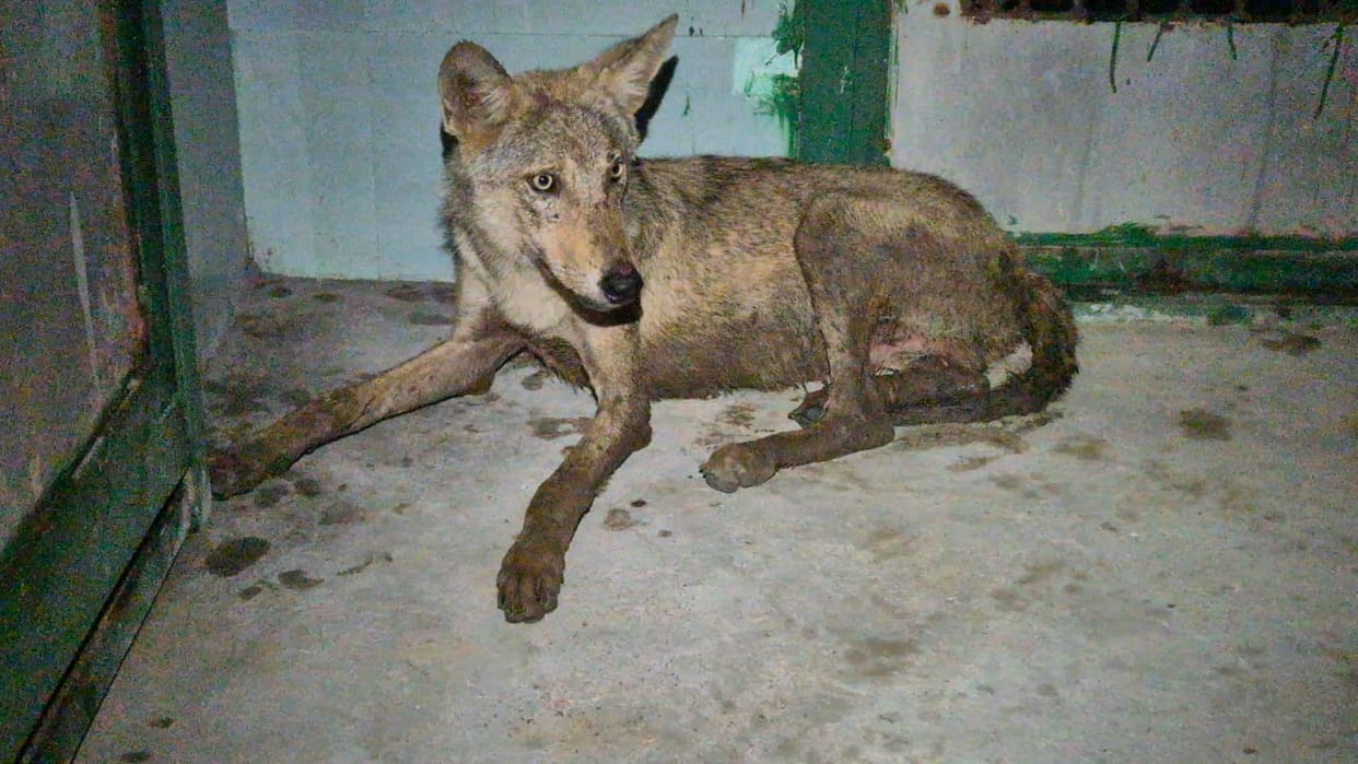 UP: After a year, the fear of the lame wolf has revived again in Bahraich, incidents are happening one after t