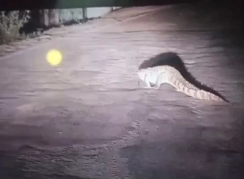 Damoh Giant crocodile seen roaming on the road in residential area, villagers in panic
