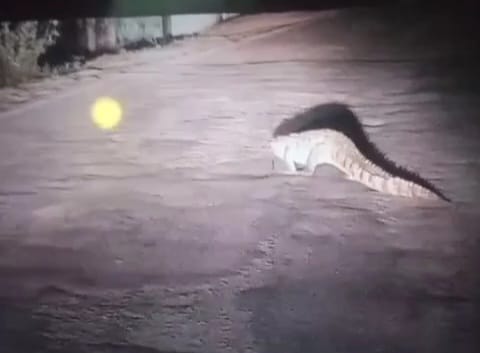 Damoh Giant crocodile seen roaming on the road in residential area, villagers in panic