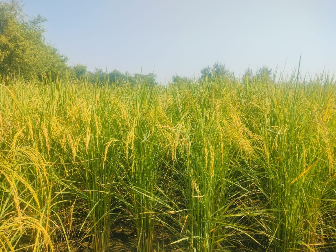 Paddy area increased in five years, wheat and millet area decreased
