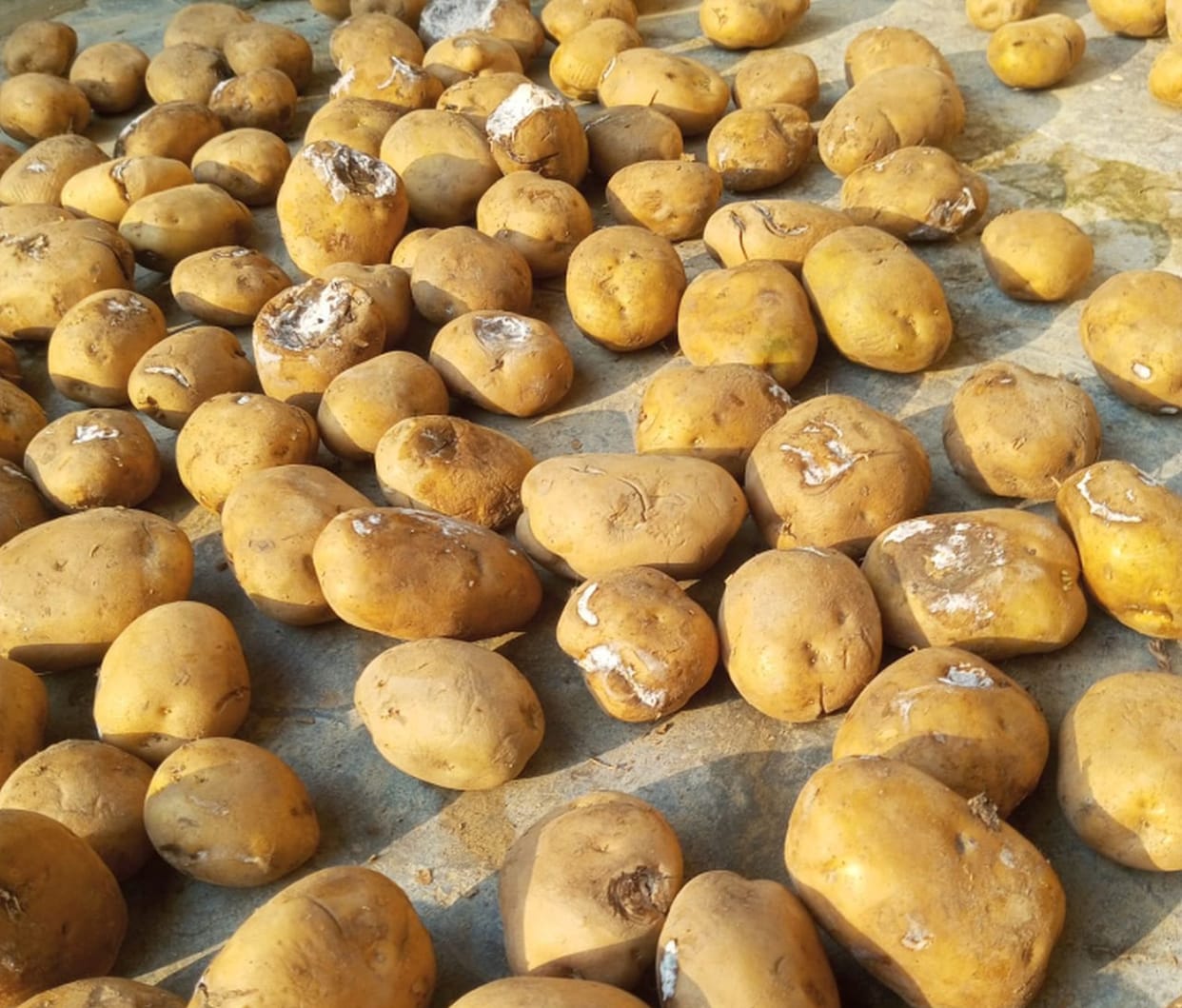 Potatoes coming out rotten in seed sacks, farmers worried