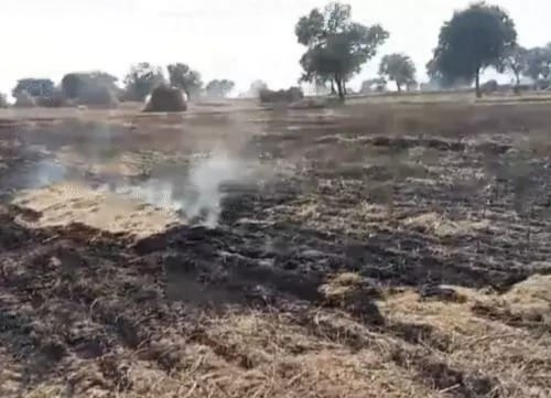 Harvested millet crop burnt to ashes