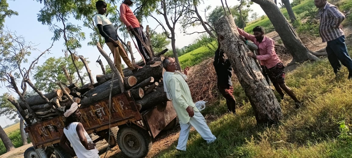 Trees cut without permission from public place in Shahpur village