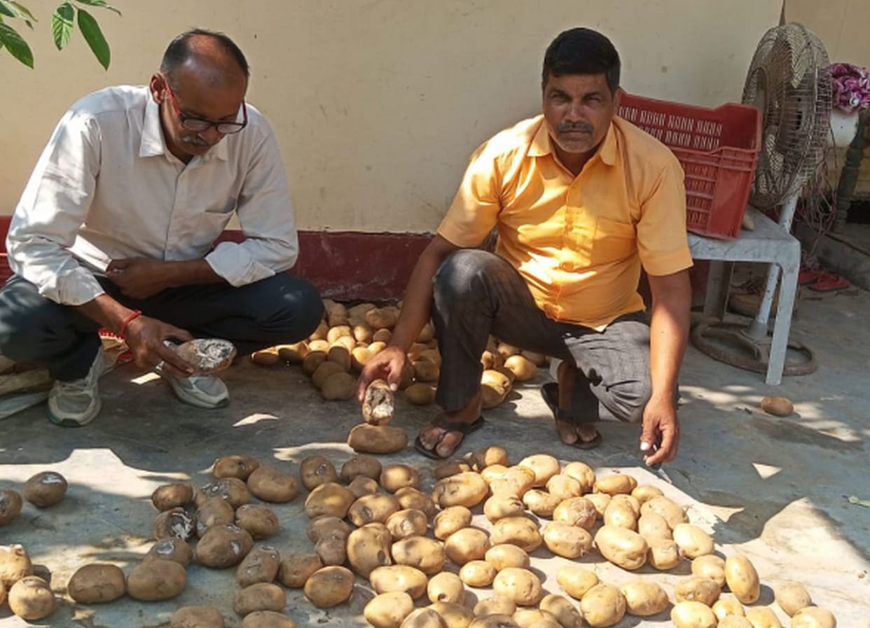 Investigation team reached home to test rotten potato seeds