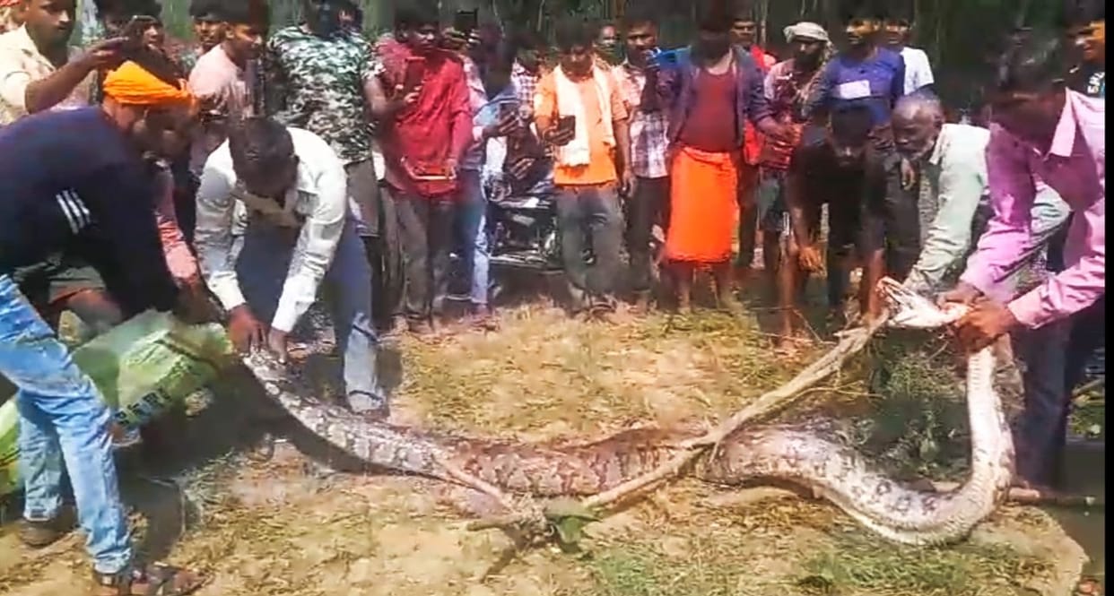 There was a stir after seeing a python in the field