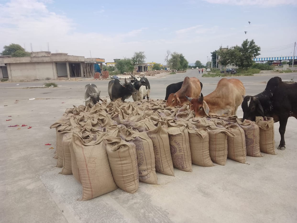 Mismanagement... farmers' crops handed over to cattle