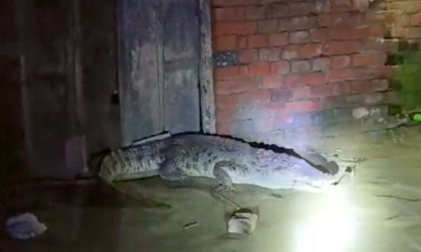 Crocodile entered a house in Laharpur, Sitapur, panic spread in the village