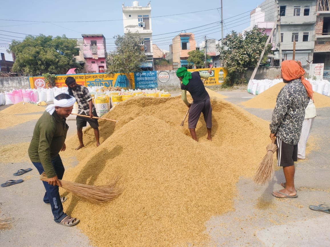 There is a decline in the price of paddy, the price of paddy coming out of hand fell by Rs 75