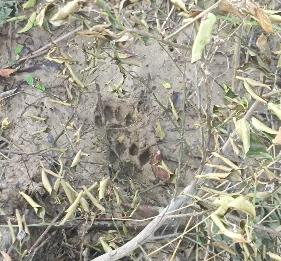 Leopard entered the farm and devoured the chickens.