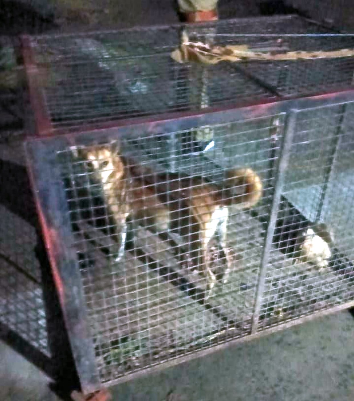 Dog trapped in a cage to catch a wolf