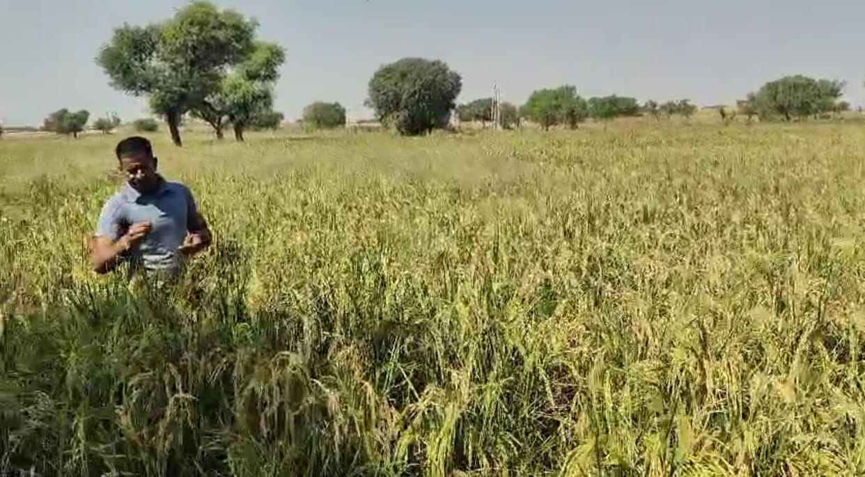 The dream of paddy crop in the field in sandy mound came true