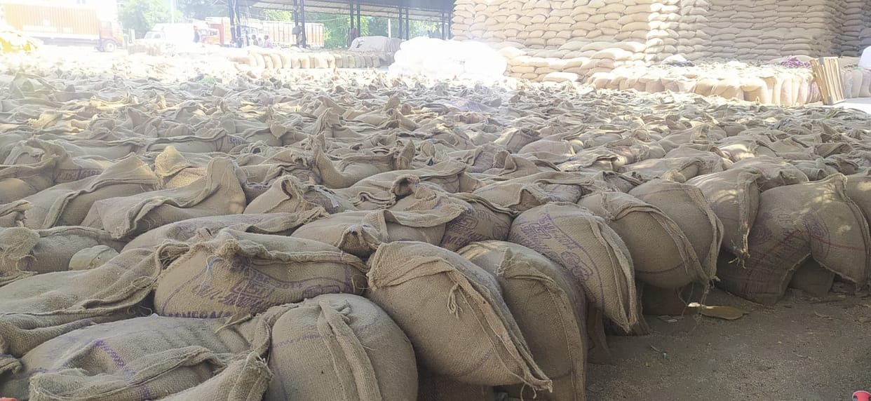 Grain markets filled with millet, commission agents worried