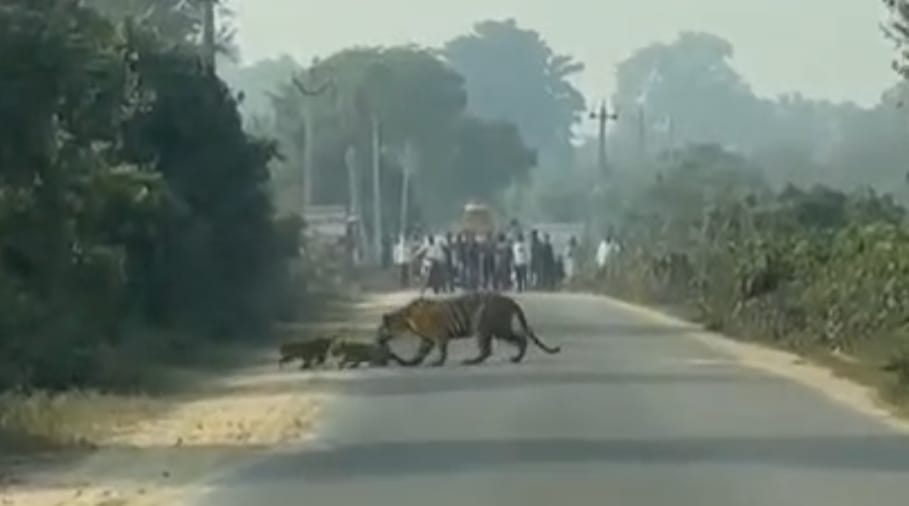 Tigress gives birth to three cubs in Gola Range forest