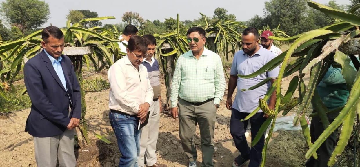 Search for government land for dragon fruit in the district: Negi