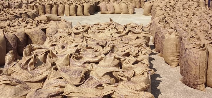 109070 quintals of millet lifted so far in Narnaul