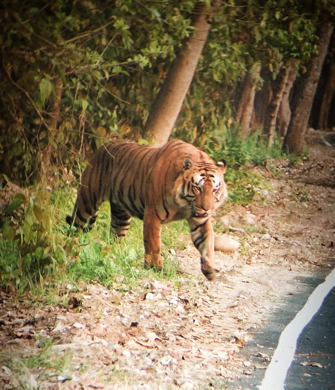 The rescue center under construction will be reserved for tigers