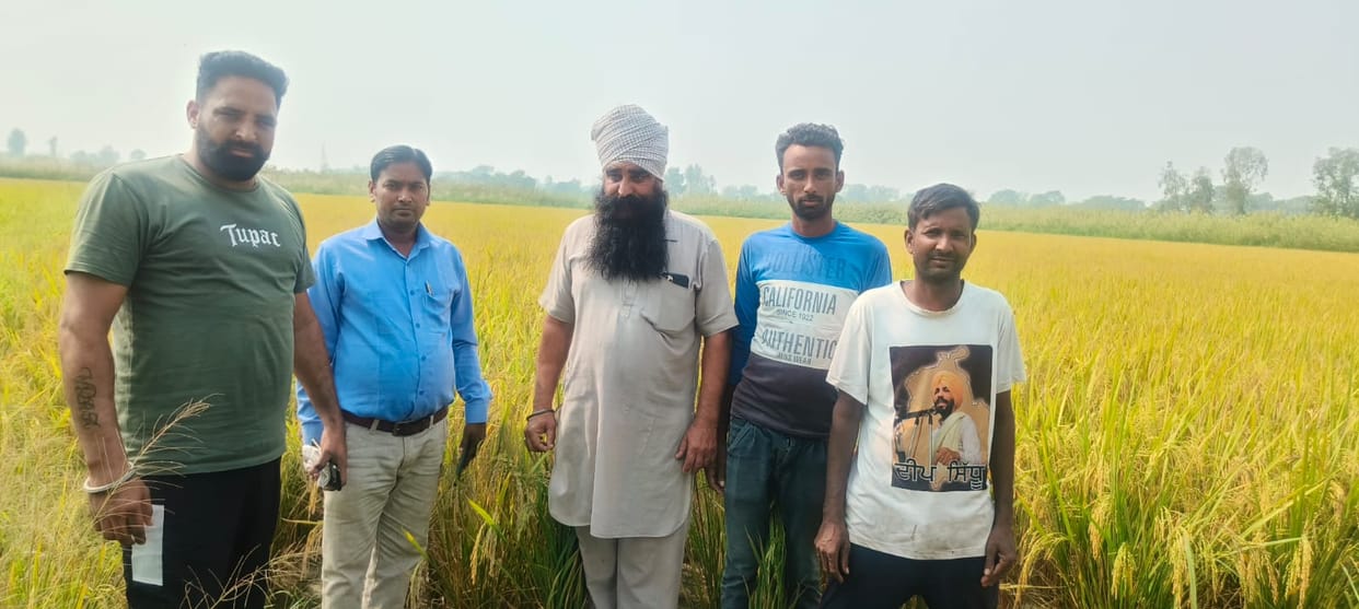 The crop was fine on the farm, information was received about burning of stubble
