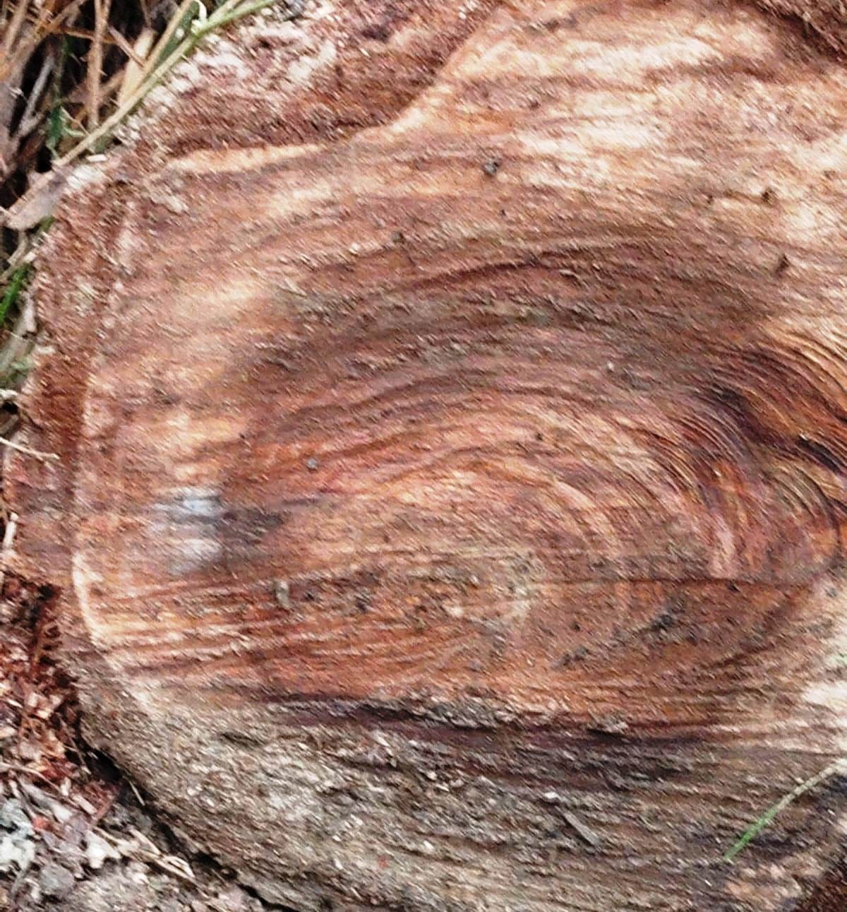 Fine imposed on government tree cutters
