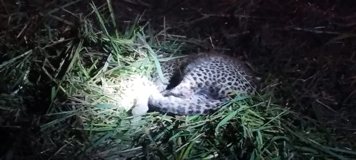 Leopard cub injured after being hit by a reaper machine