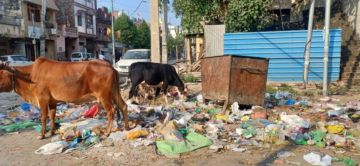 Relief: Now garbage will be picked up even on holidays