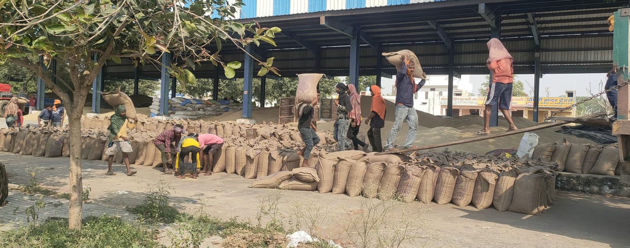 18,620 quintals of millet lifted from three centers in Charkhi Dadri district