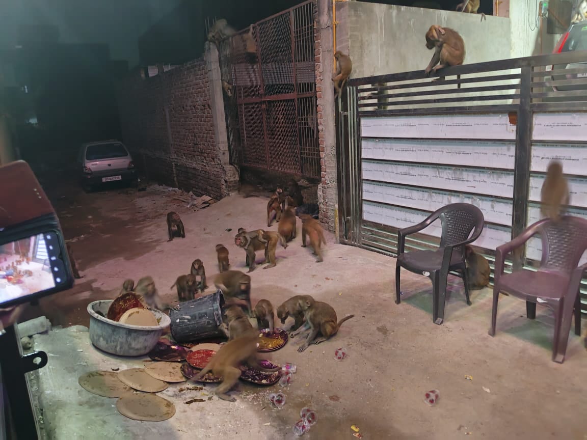 EO Pradhan is responsible for getting rid of unruly monkeys, both are carefree