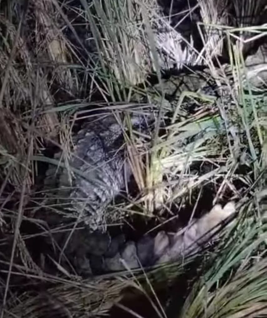 Villagers got scared after seeing crocodile in the field, took it to forest department
