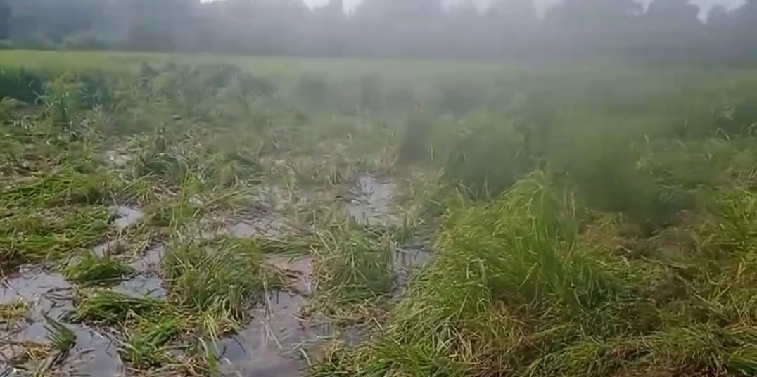 Umaria News Wild elephants destroyed crops of poor farmer people are angry