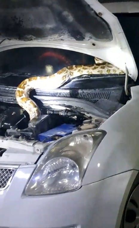 Python found in car, forest department removed it