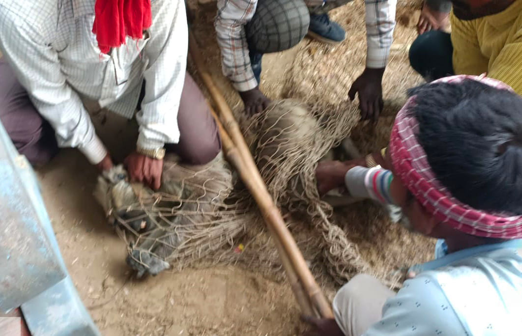 Gorkhpur News: Villagers donated Rs 15,000 and called in a monkey catcher...caught the unruly monkey and released it into the forest