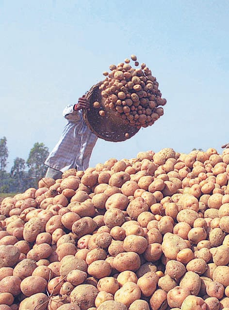 Road closed, 500 quintals of potatoes and kidney beans dumped in homes