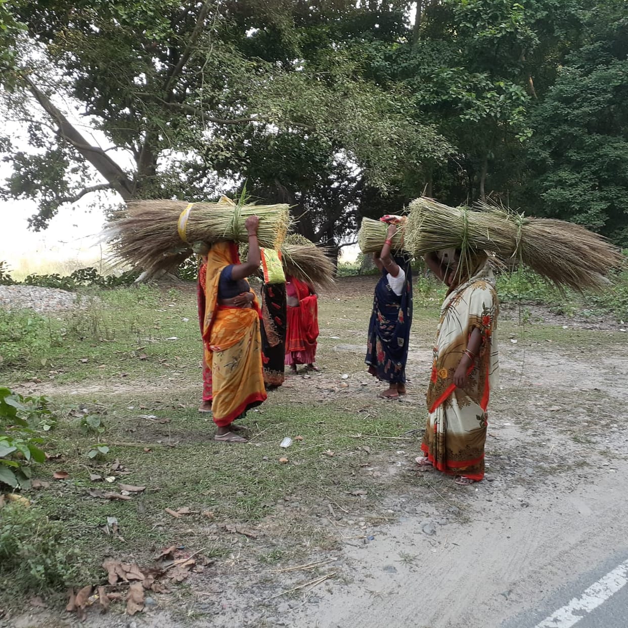 Villagers are extracting skunk grass from the places where tigers roam