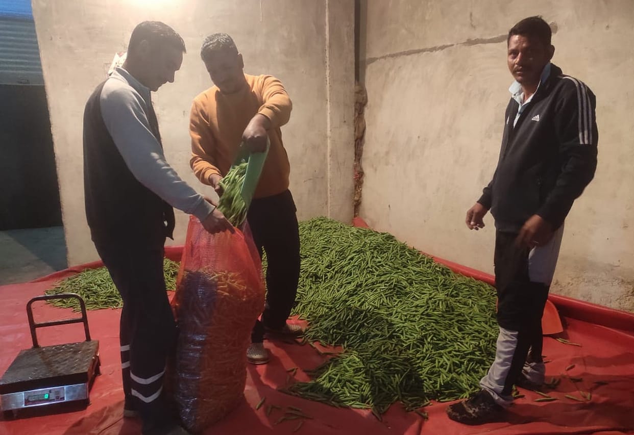 Himachali peas created a stir in the markets of big cities of the country