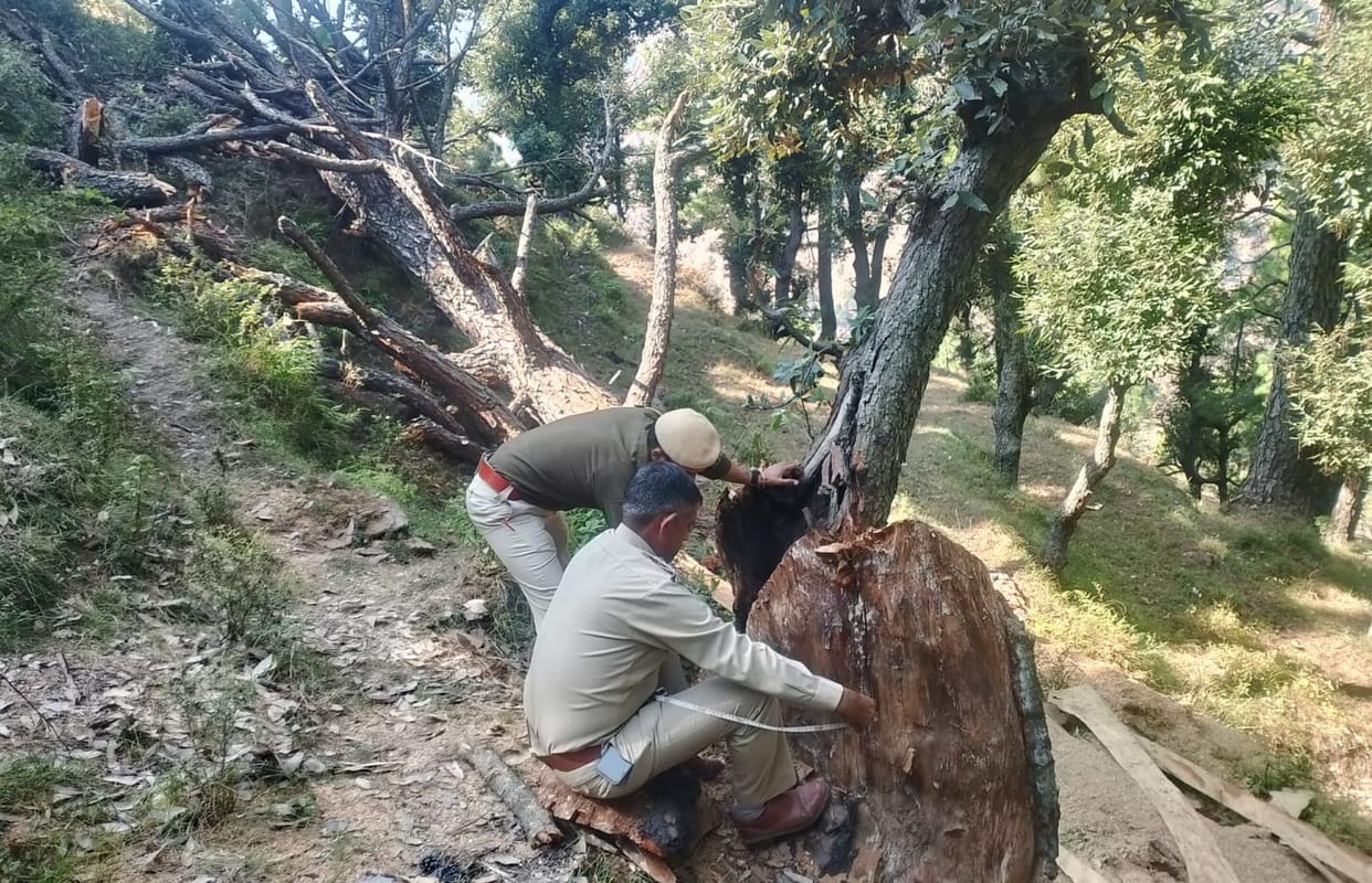 Wood hidden in the field after cutting a tree was recovered